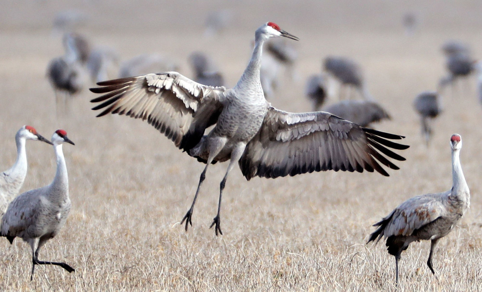cranes